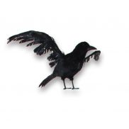 Black Crow